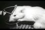 Animals & Wildlife Environment Movies 11 DVD Collection: Biodiversity & Environmental Science Films of Animal Species in Nature