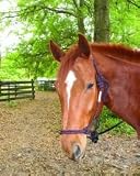 Hamilton Knotted Style Rope Horse Halter with Lead, Black/Wine, Average (800-1100 lbs)