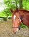 Hamilton Knotted Style Rope Horse Halter with Lead, Average (800-1100 lbs), Black/Win...
