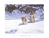 Cautious Approach Art Poster Print by John Banovich, 34x26