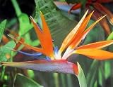 Lawn & Patio - Bird of Paradise Plant ORANGE Tropical plant [BOP04]