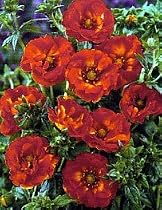 Emilie Cinquefoil Perennial Plant - Potentilla - Double