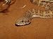 A Desert Death Adder, Acanthophis Pyrrhus, Lying on Warm Sand Photographic Poster Pri...