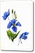 Himalayan Blue Poppy Canvas Print / Canvas Art - Artist Michael Vigliotti