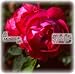 Ulrich Brunner Fils / Edelrose B000OIJ0RM