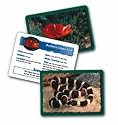 Animal Classifying Cards Combo Pack