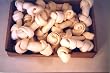 25 pcs of 5-6" White Rawhide Knotted Bones