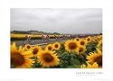 Tour de France 2005, Sunflowers Sports Art Poster Print by Graham Watson, 28x20