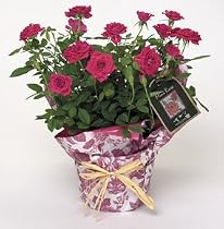 Pink Miniature Rose Plant