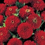 Zinnia Seeds - Zinnia Big Red Hybrid