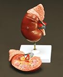Human Kidney + Adrenal Gland