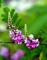 Dwarf Rose Carpet Indigo Plant