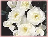 Simplicity White (own root) (Rosa Landscape/Shrub) - Bare Root Rose