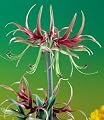 Amaryllis Chico
