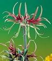 Amaryllis Chico