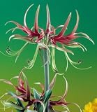 Amaryllis Chico