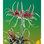 Amaryllis Chico