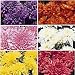 Cushion Mums Color Collection - 6 Plants