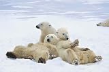 Polar Bears Playtime Family Chilled Huge Laminated Poster