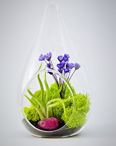 Bliss Gardens Air Plant Terrarium With 7