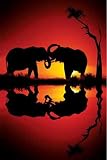 Afrika - Elefant Dreams - Plakat Poster Bilder