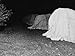 California Citrus Heritage Recording Project, Tenting Citrus Trees at Night, Riversid...