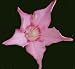 Thai Adenium Socotranum - 5 Seeds