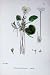 Botany Plants C1902 Frog-Bit Hydrocharis Colour Flowers