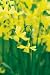 Unwins Bulbs - Daffodil Miniature Hawera 12 prepacked bulb(s)
