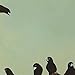The Mincing Mockingbird 2015 Calendar