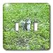 Florene Animals - Gray Squirrel Looking Around Grassy Field - Light Switch Covers - double toggle switch