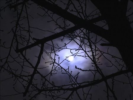 Cover image : 《インテリアート》冬のおぼろ月夜と桜の枝