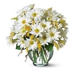 Teleflora's Daisy Cheer