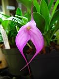 Rare Masdevallia Rose-Mary blooming size orchid