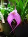 Rare Masdevallia Rose-Mary blooming size orchid