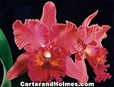 Blc Fort Watson Garnet AM/OSRSA (photo) x Lc Okarchee Addison
