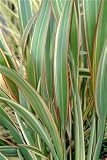 Review Longacres  / Phormium Tricolor 3L