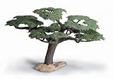 Umbrella Acacia