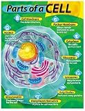 CHART PARTS OF A CELL GR 4-8 17X22