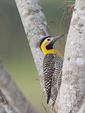 Portrait of a Campo Flicker, Colaptes Campestris, on a Tree Trunk Photographic Poster Print by Roy Toft, 36x48