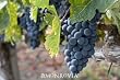 Zinfandel Grape Vine, Super One Gallon Plant by Monrovia Growers
