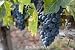 Zinfandel Grape Vine, Super One Gallon Plant by Monrovia Growers