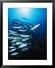 A lone fish breaks to the right of a swarm of schooling jackfish Animals Framed Photographic Poster Print, 25x31