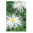 Leucanthemum X Superbum "Shaggy" (Shasta Daisy), White Flower Photographic Poster Print by Francois De Heel, 30x40