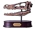 Velociraptor Skull, Dinosaur Polystone Statue, Scale 1/1
