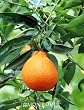 Minneola Tangelo Tree by Monrovia Growers -- 12 by 12 Inch Container