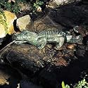 Brass Baron Alligator