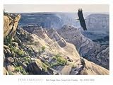 Bald Eagle over Canyon de Chelley, Art Poster by Dino Paravano, size 14 x 11