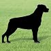 Pattern for Rottweiler Shadow