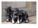 Three Schnauzer Puppies Sitting Together, Canada Photographic Poster Print by Ralph Reinhold, 24x18